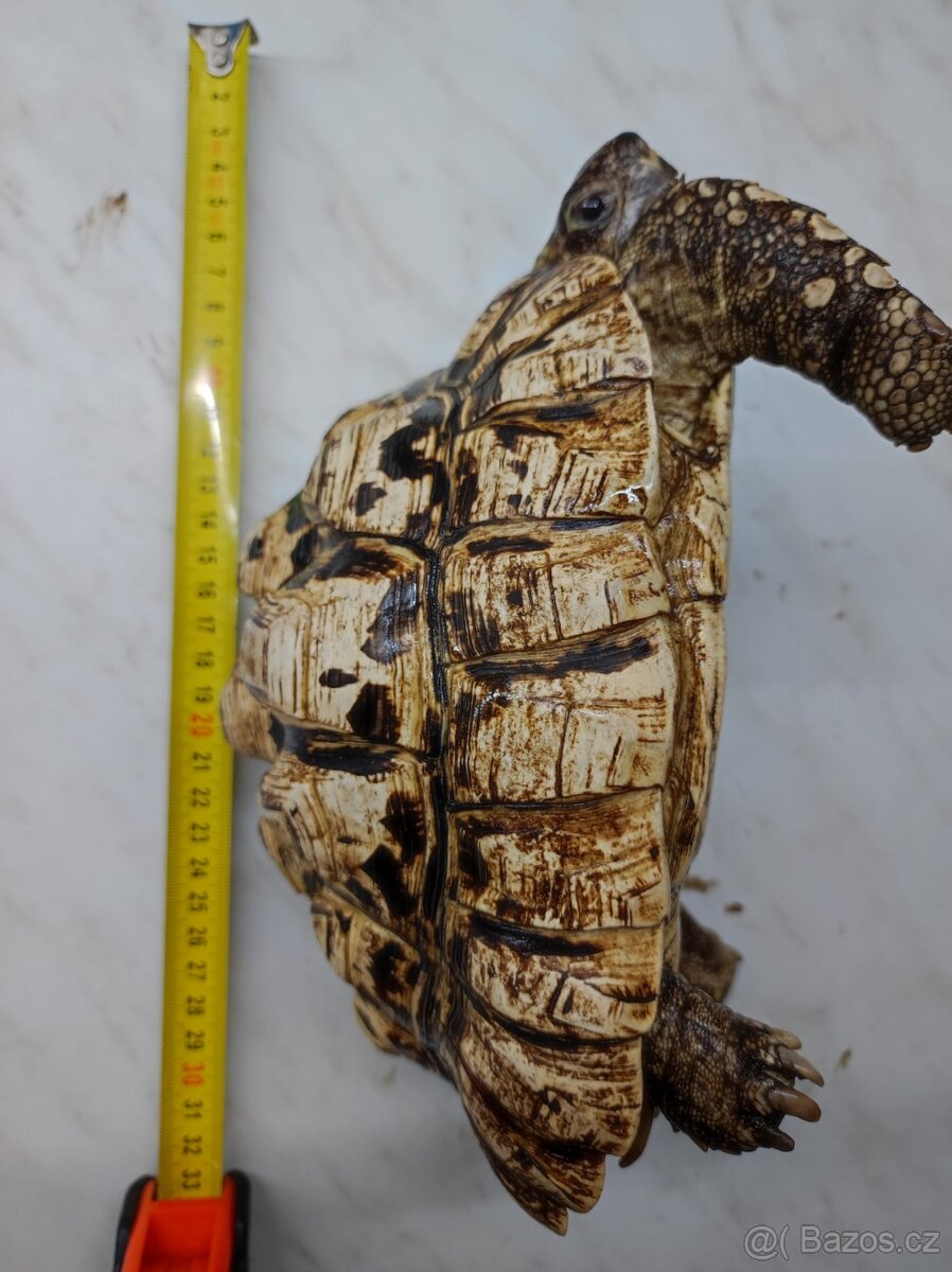 Želva pardálí - dospělý samec - 6