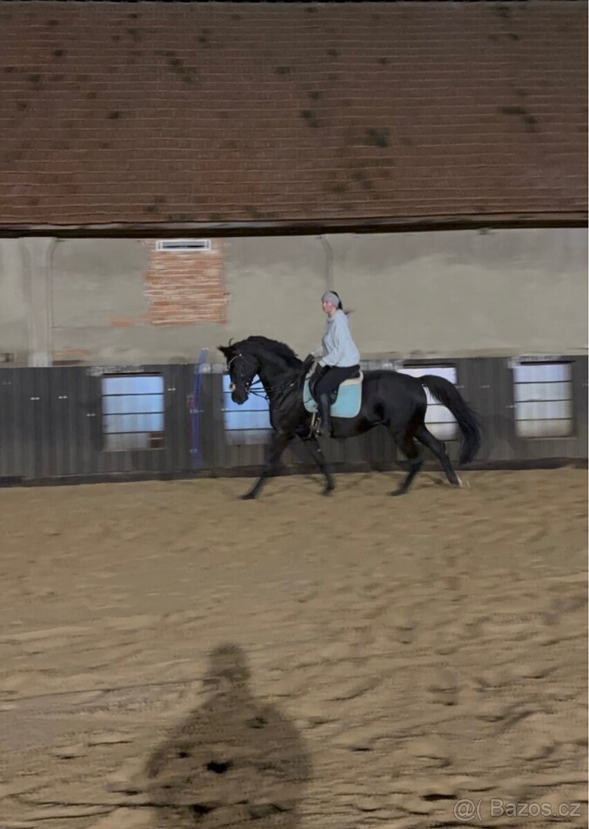 Prodám 8 mi letou kobylu - 6
