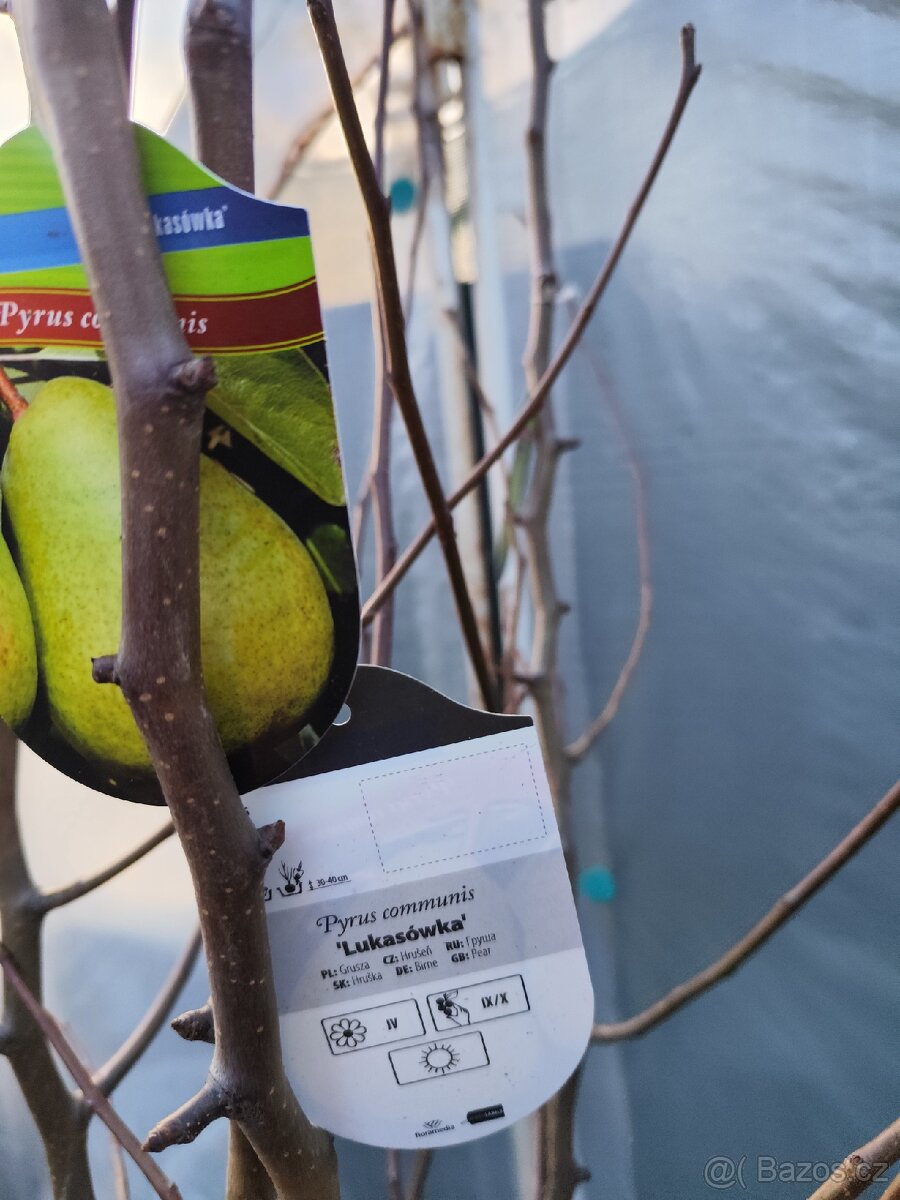 Ovocné stromky a keře - 6