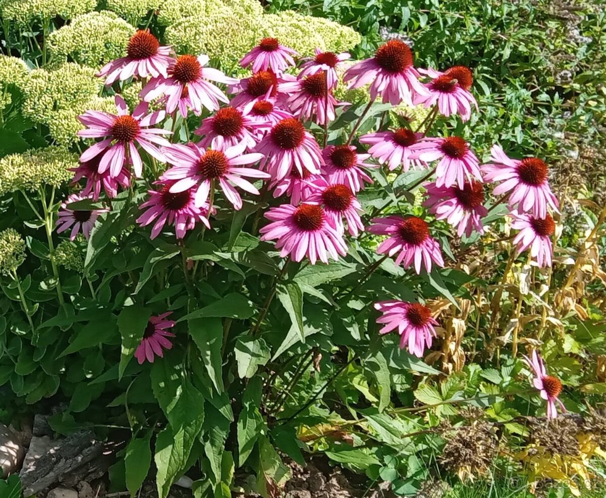 Květiny ze zahrádky - 6