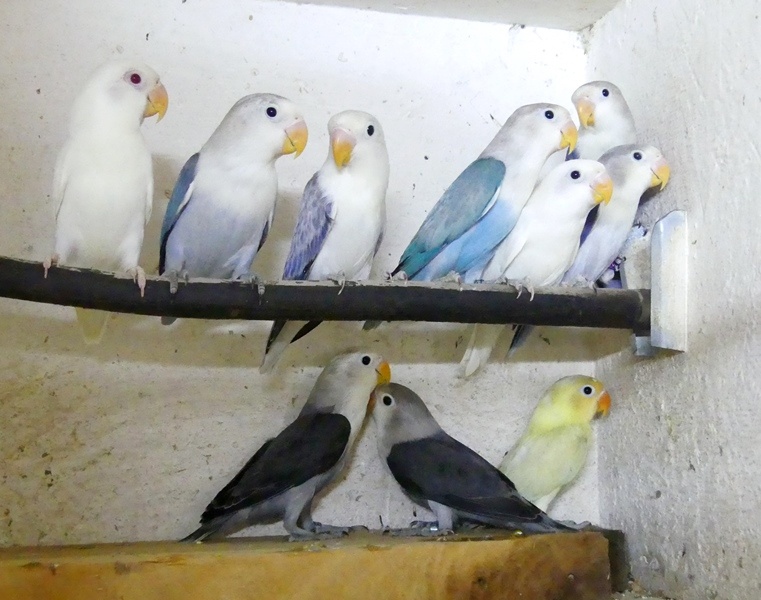 Agapornisové fischeri - 6