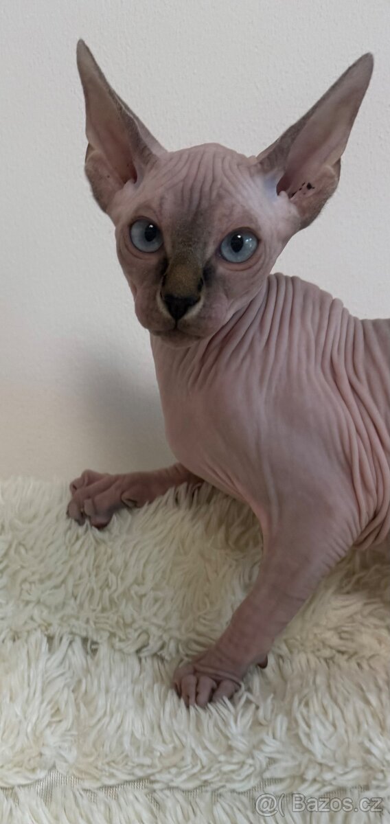 Kanadský sphynx - 6
