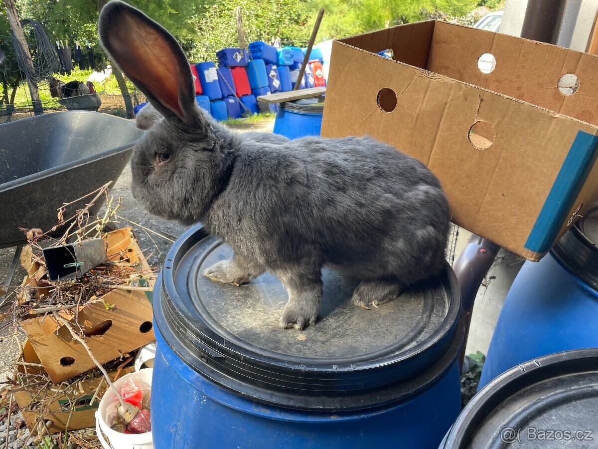 PRODÁM BELGICKÉ OBRY ČERNÉ + 75 % KŘÍŽENCE OBRŮ - 6