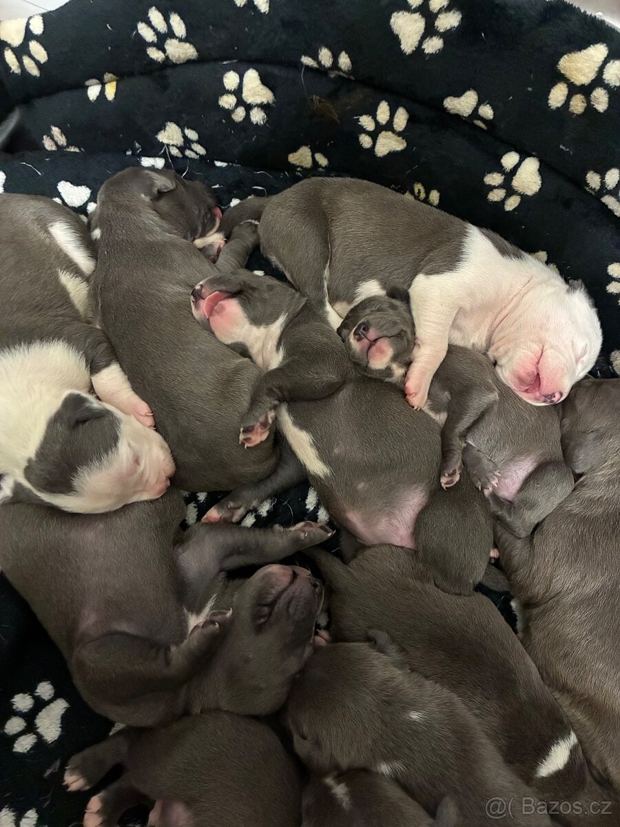 Americký stafordšírský teriér – štěňátka k odběru - 6