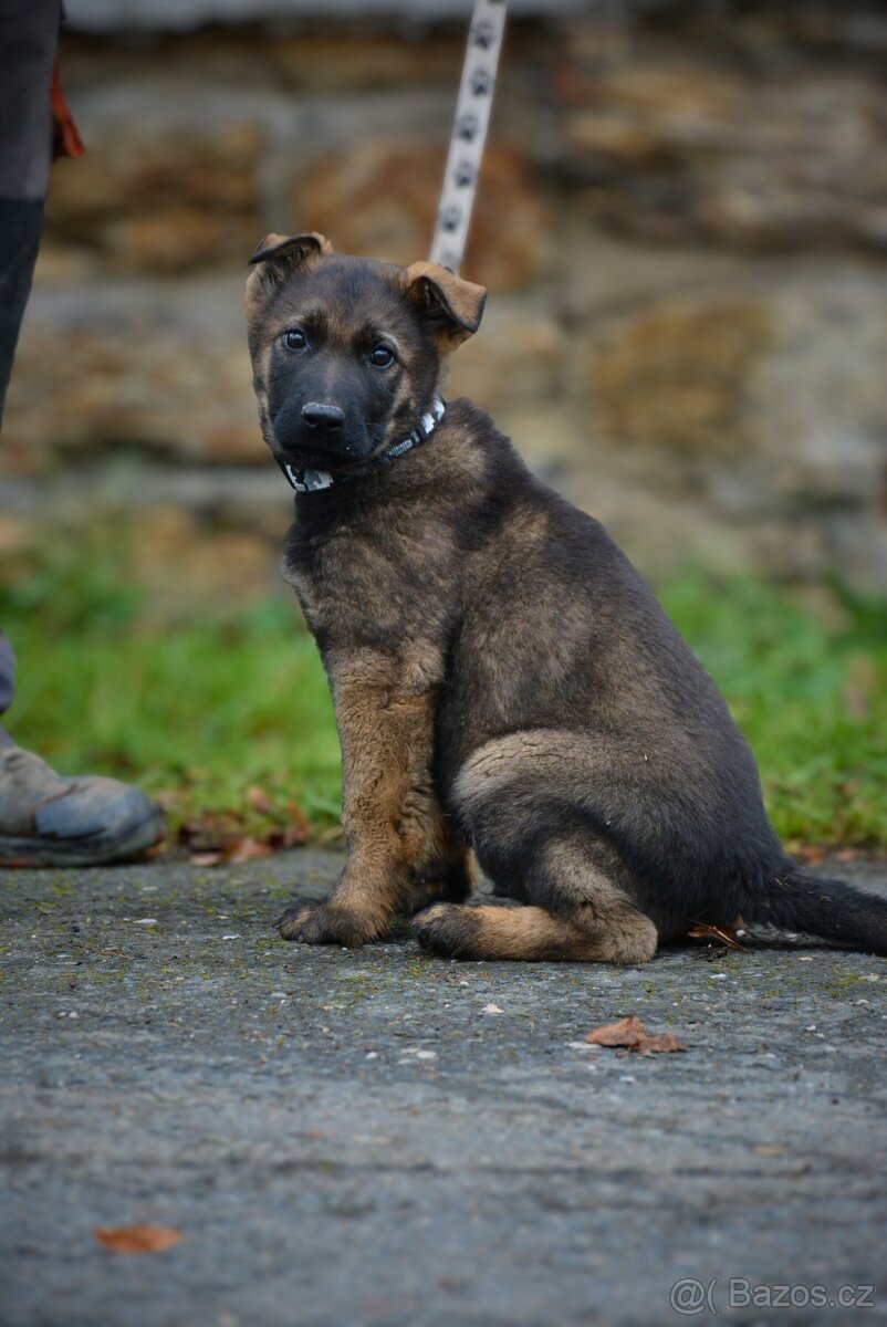 Německý ovčák s PP - 6