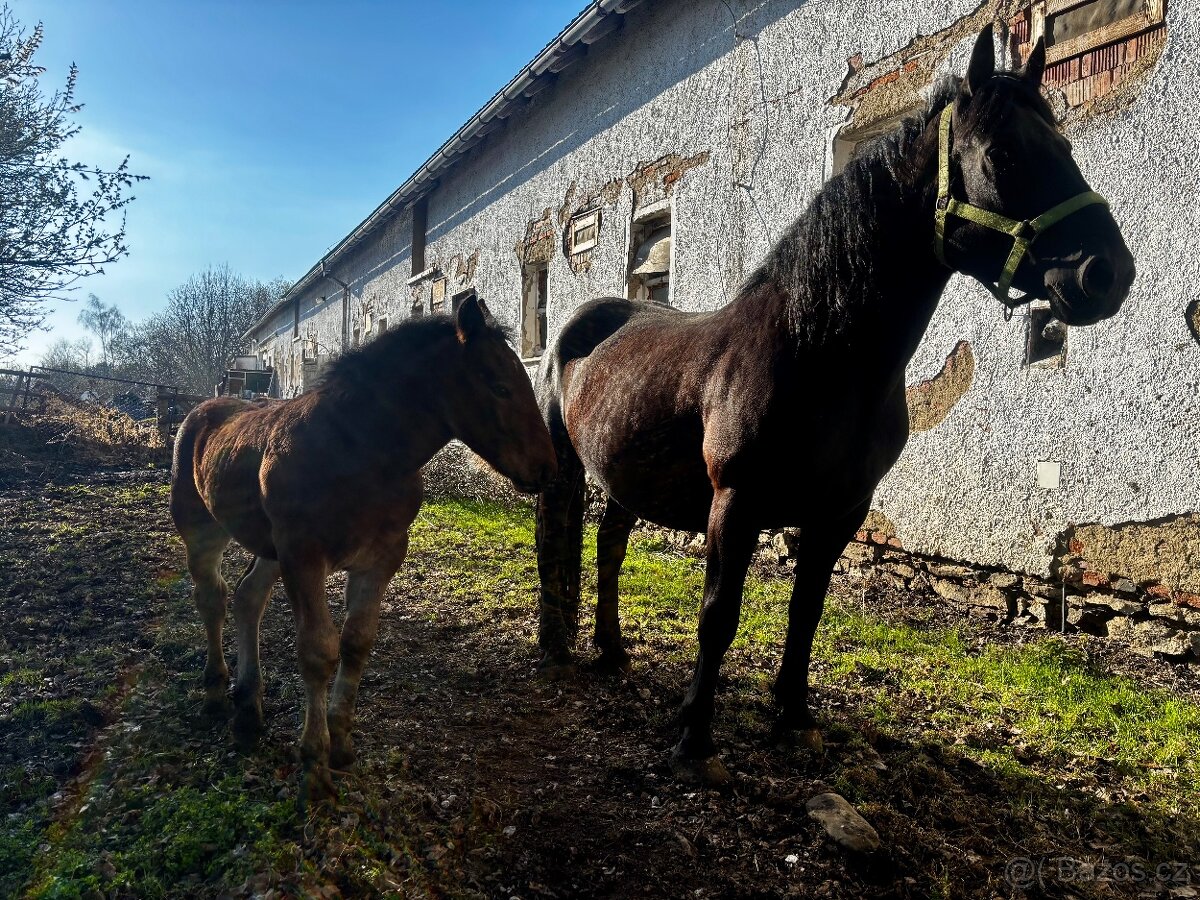 Hříbě plemene norik - 6