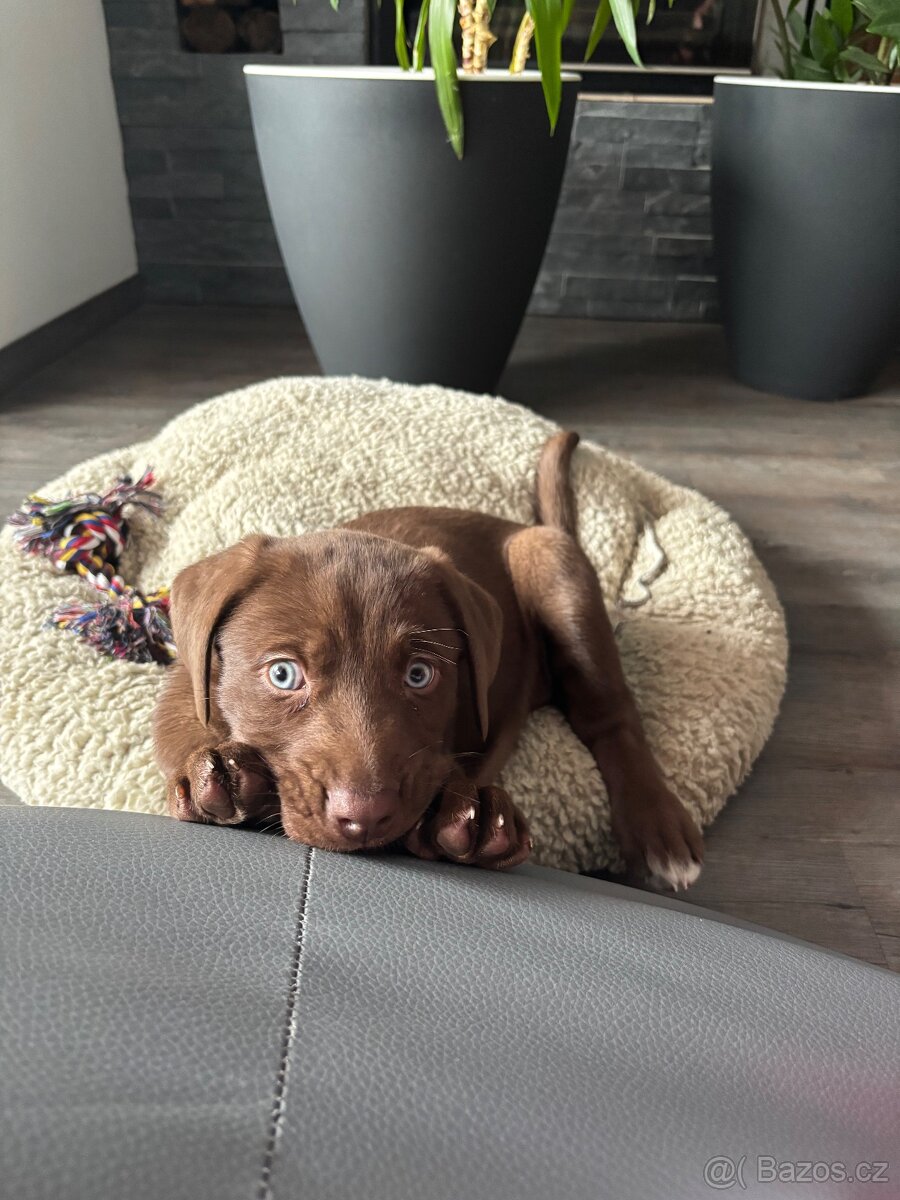 Výmarský ohař x Sibiřský husky - 6