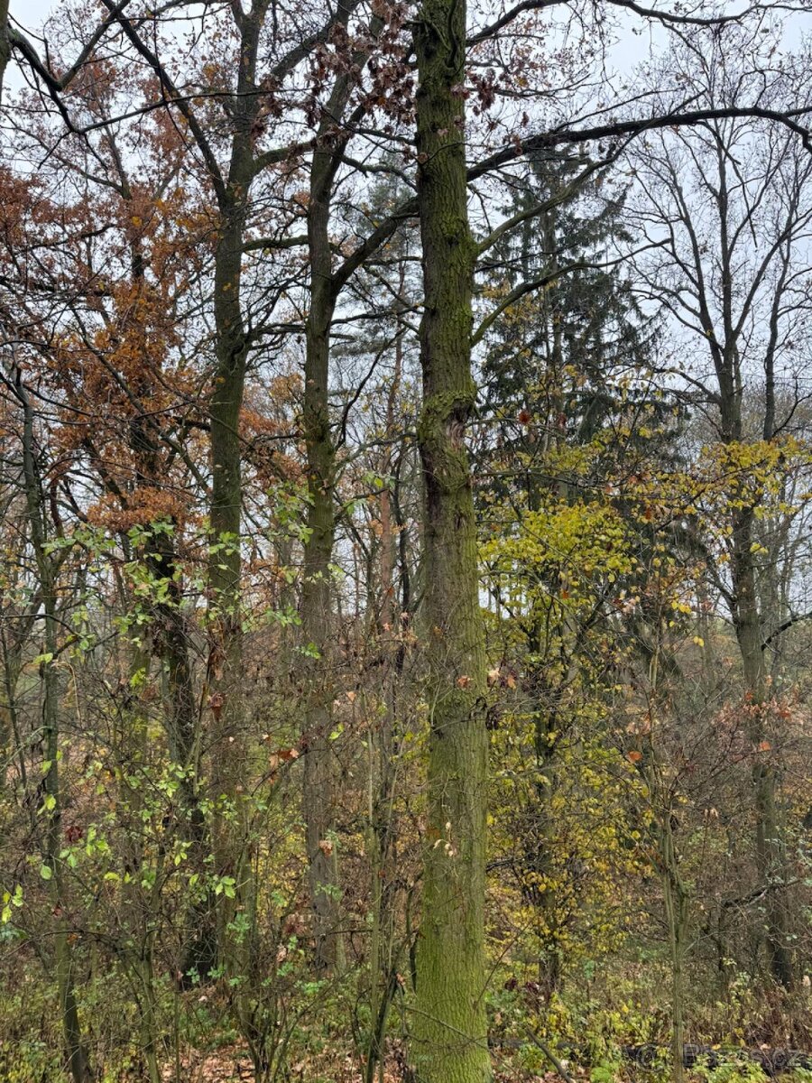 Prodej lesního pozemku k.ú. Boreč - 6