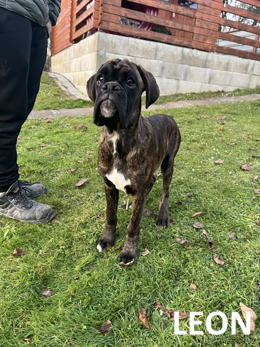 Nemecký boxer s PP (FCI) – šteniatka pripravené na odber - 6