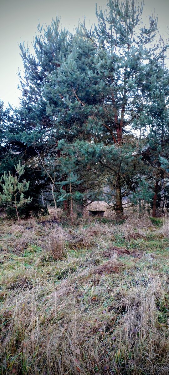 10.000m2 Závišín u Bělčic - 6