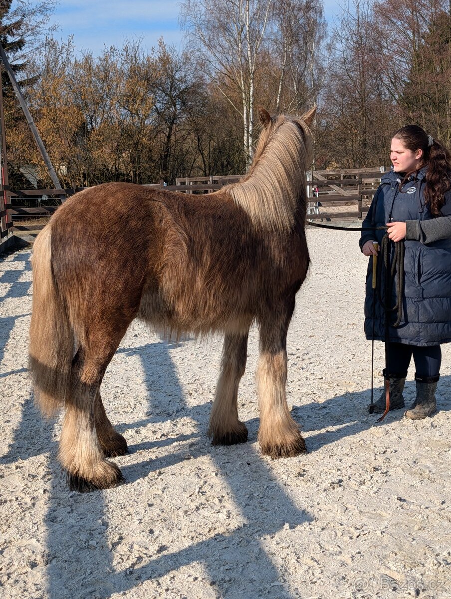 Roční valach irský cob - silver dapple - 6