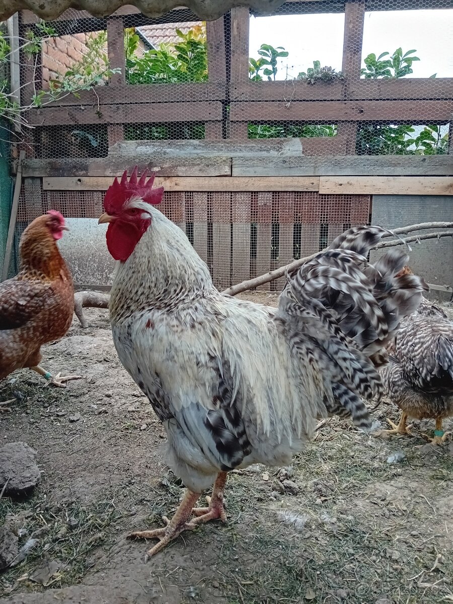 Bielefeld stříbrný - 6