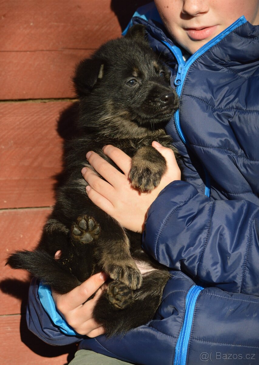 Německý ovčák-štěňata - 6