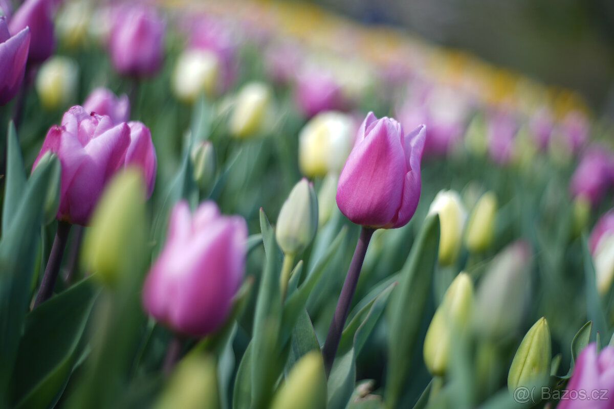 Objektiv Auto Takumar Asahi Optics 55mm f/2 - 6