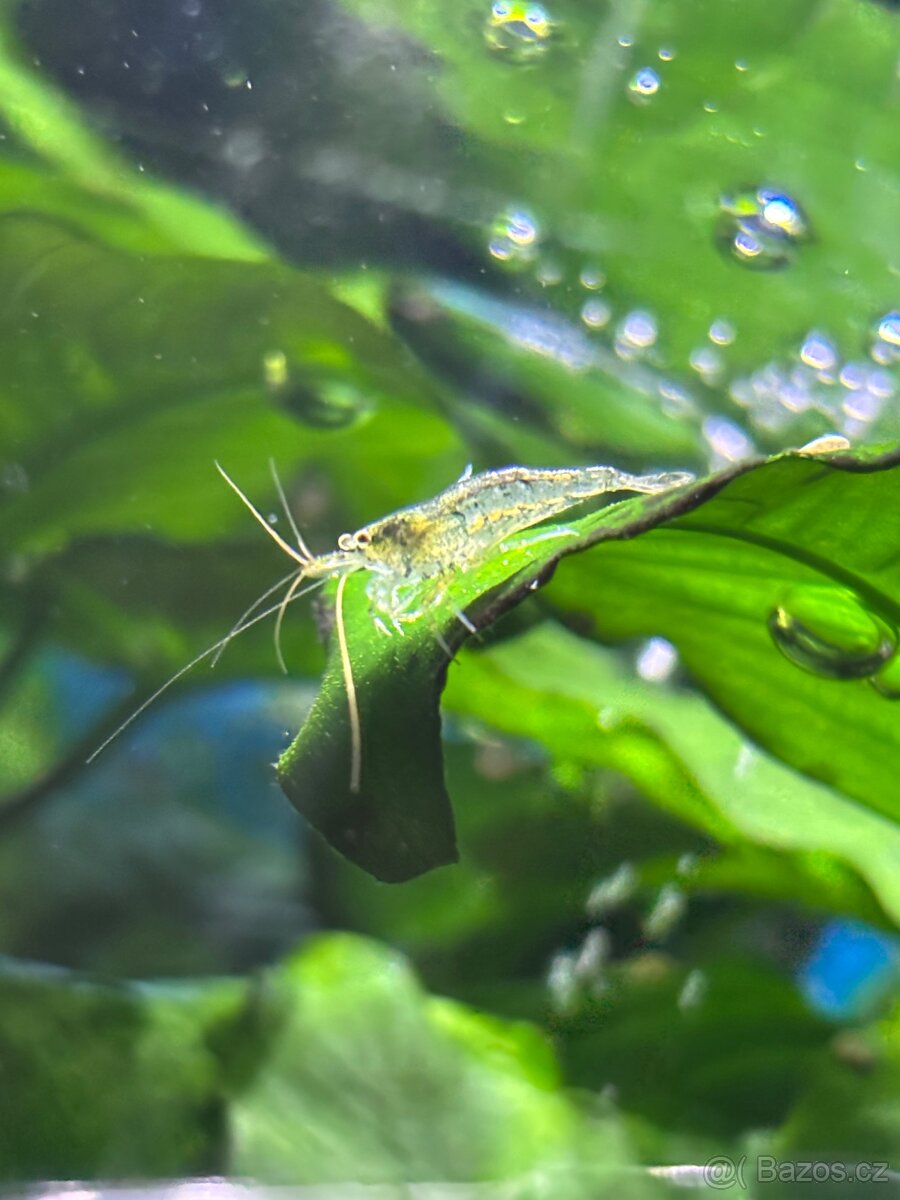 Akvarijní krevety - 6