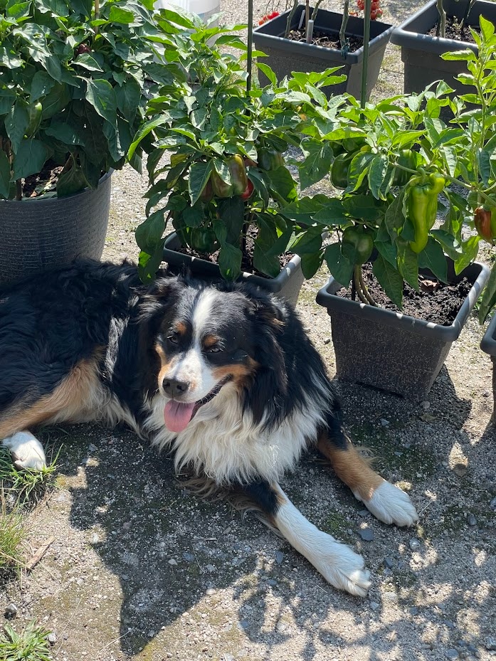 Hiro - Bernský salašnický × australský ovčák - DARUJI - 6