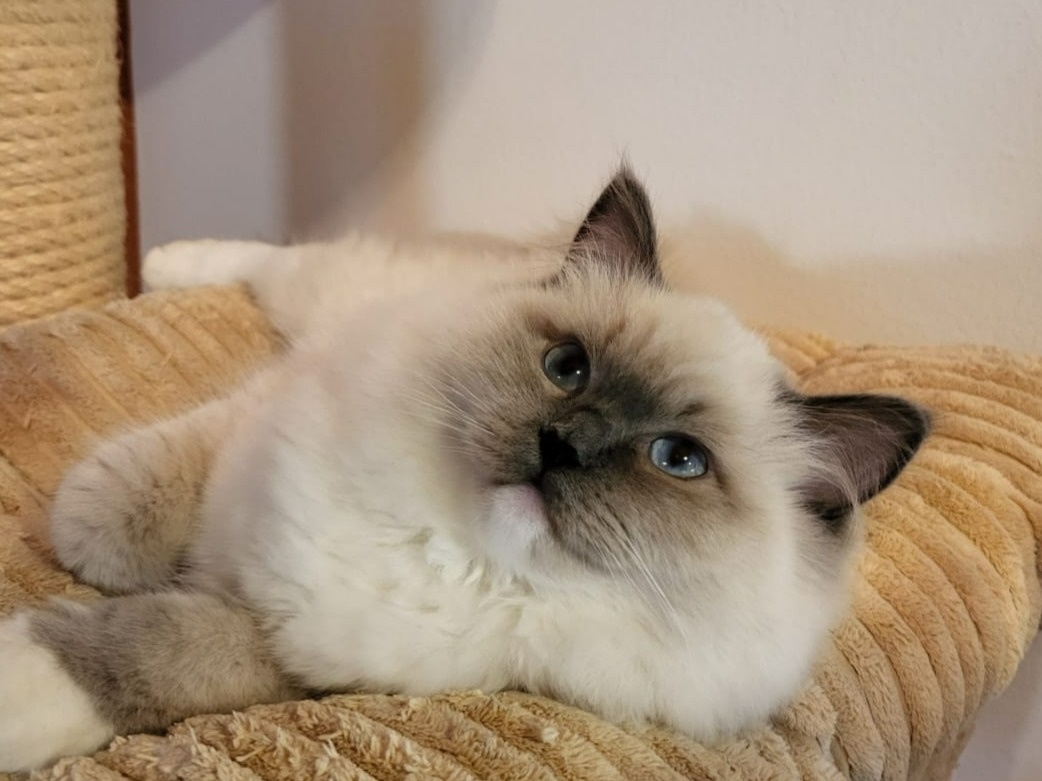 Ragdoll koťata s PP - 6