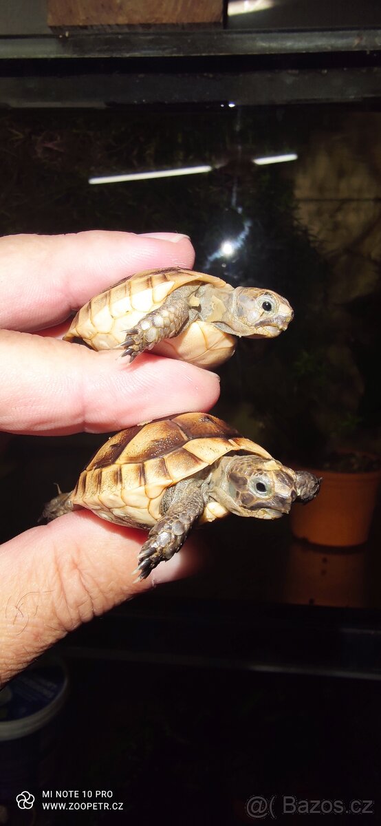 Želva zelenavá, vroubená, žlutohnědá - 6