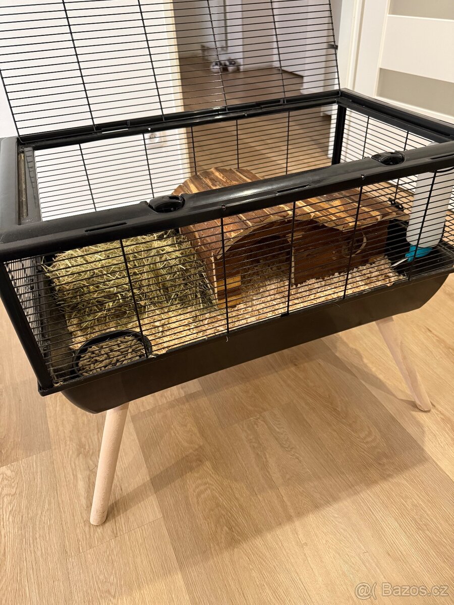 🐹 Nabízím morče do dobrých rukou 🐹 - 6