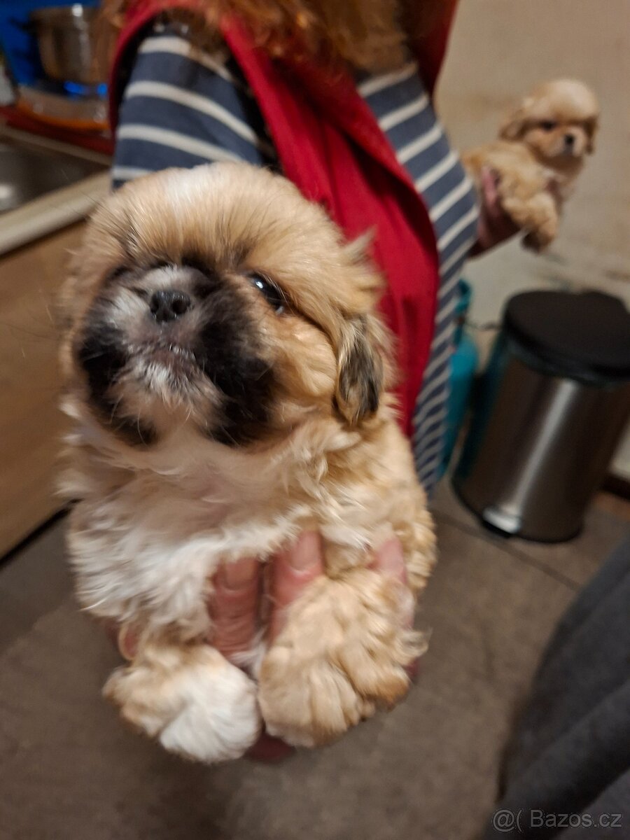 štenata pekineza - 6