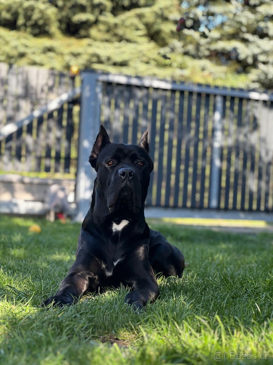 Krycí pes Cane Corso s PP - 6
