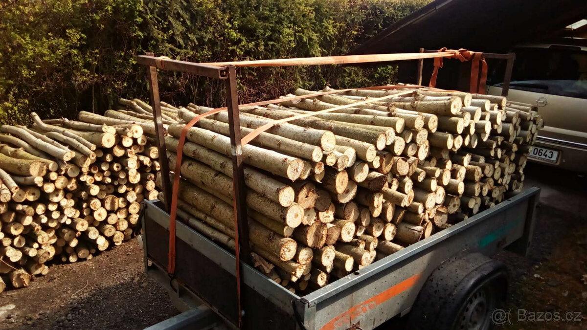 Japonský topol - sadba - 6