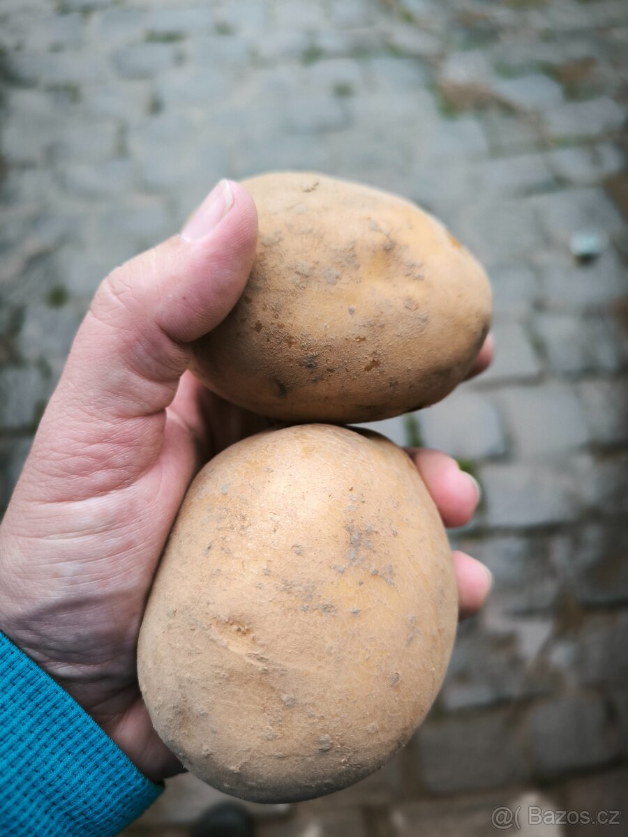 Brambory na bramboráky nebo kaši. - 6