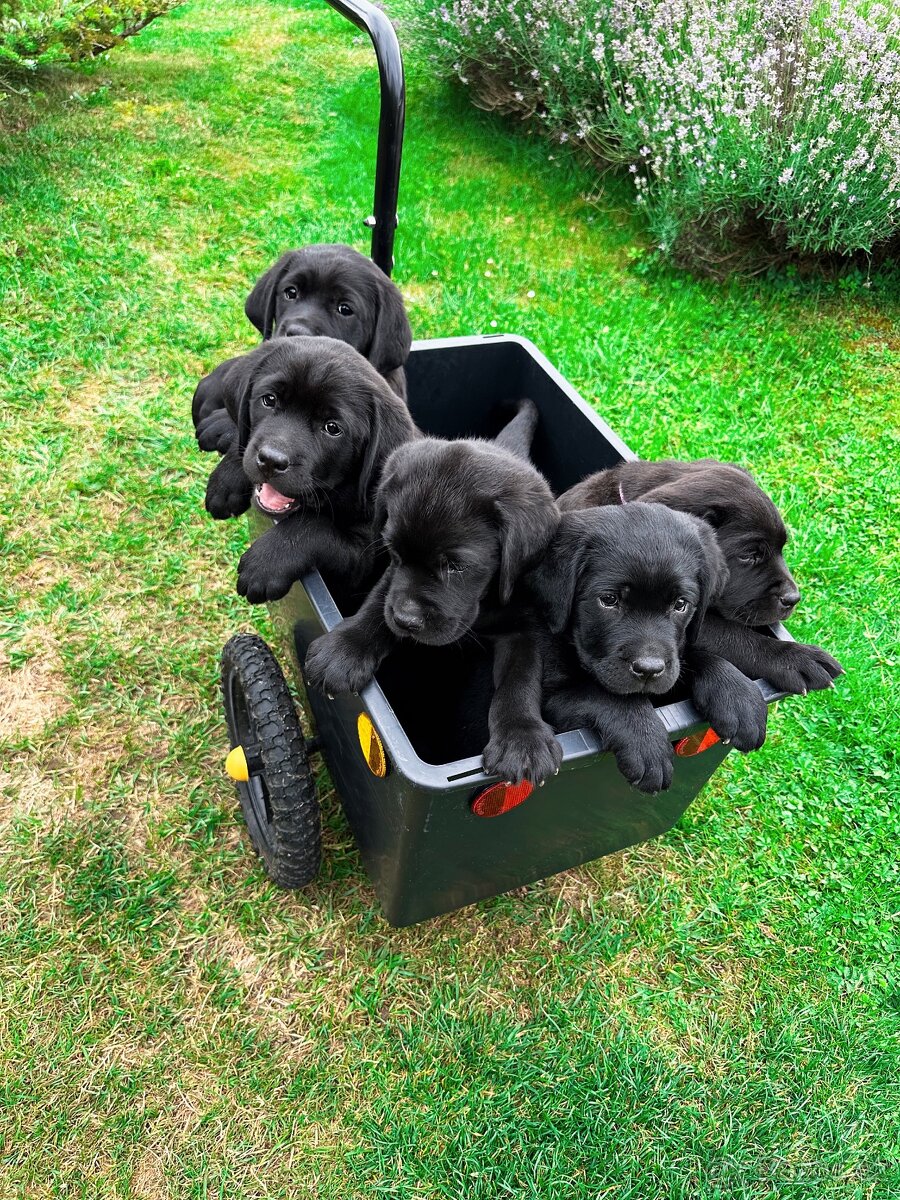 REZERVACE Labradorský Retriever s PP - 6