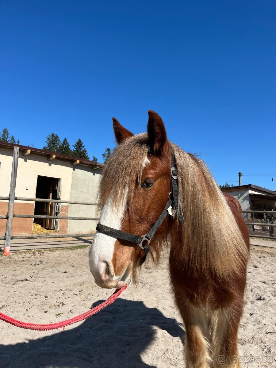 Valach Irský cob - 6