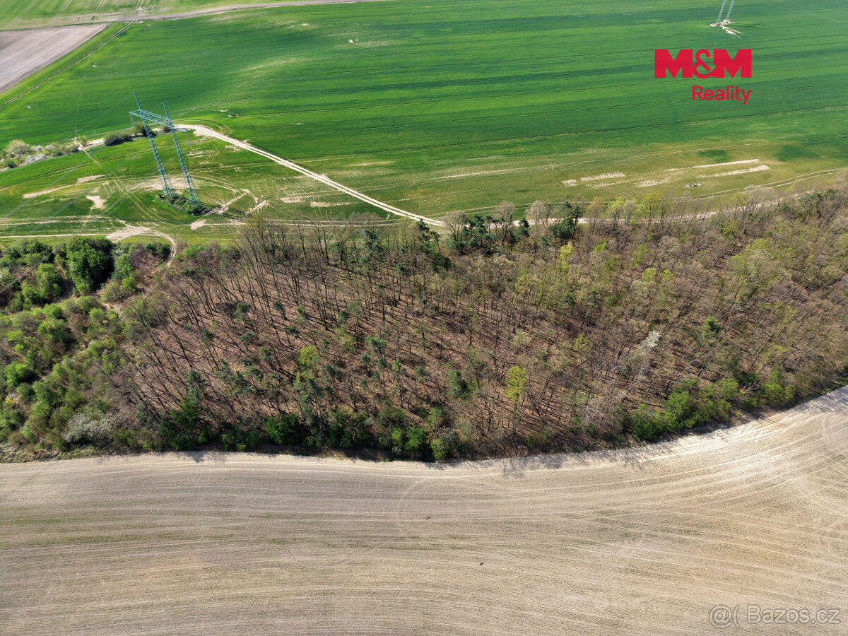 Prodej lesa, 4629 m², Mochov - 6