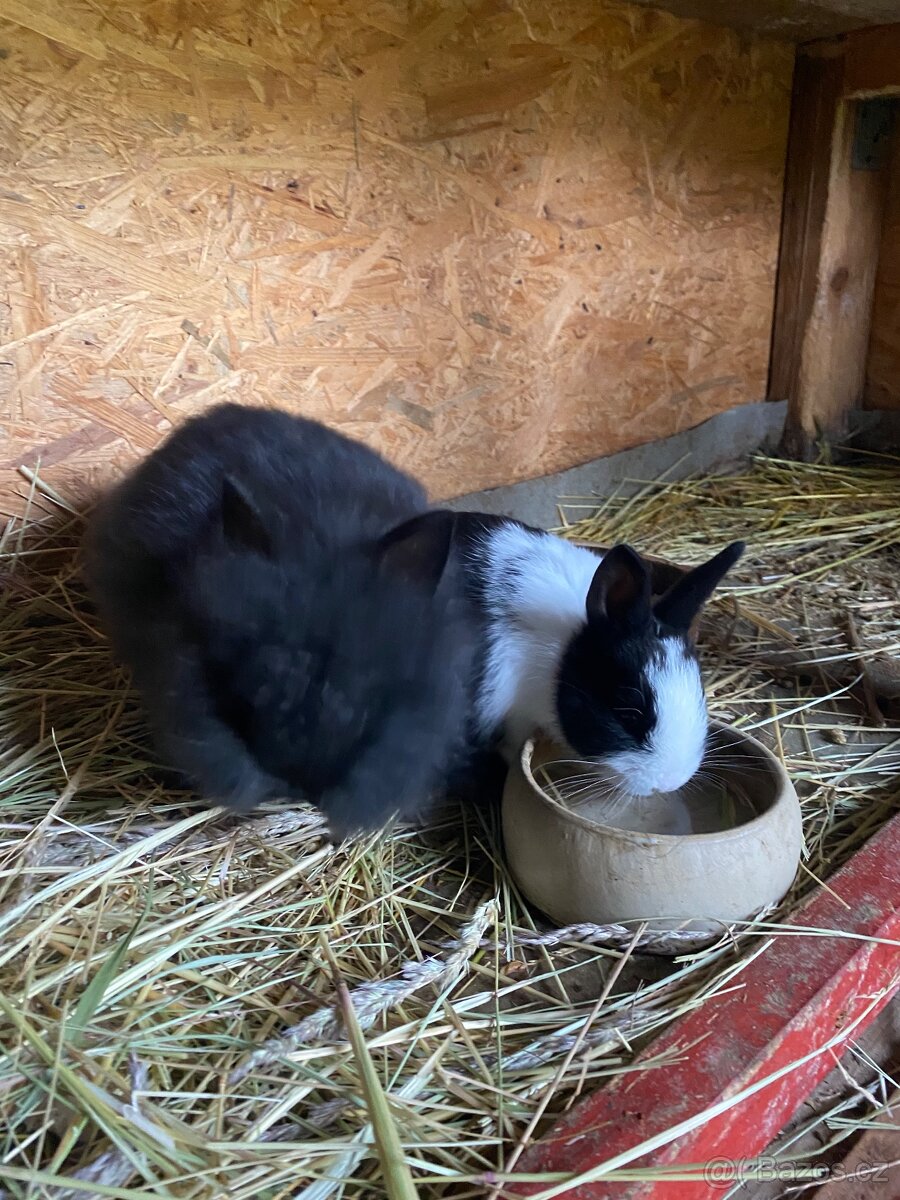 Králíci- zakrslý - 6