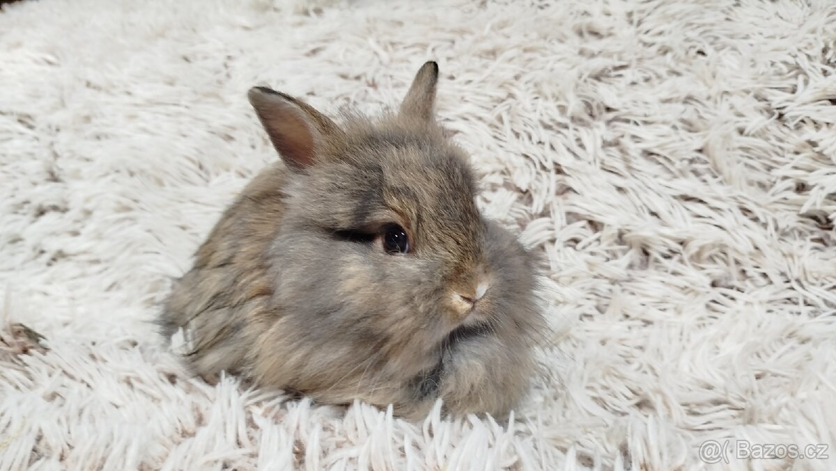 Zakrslý králík, králíček - HARRY - 6