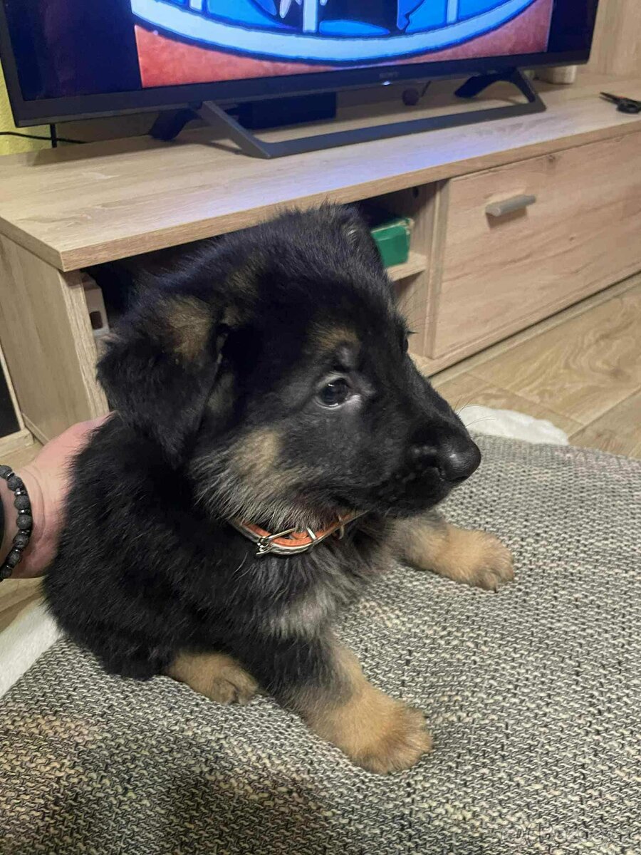 Štěňata Německý ovčák - 6