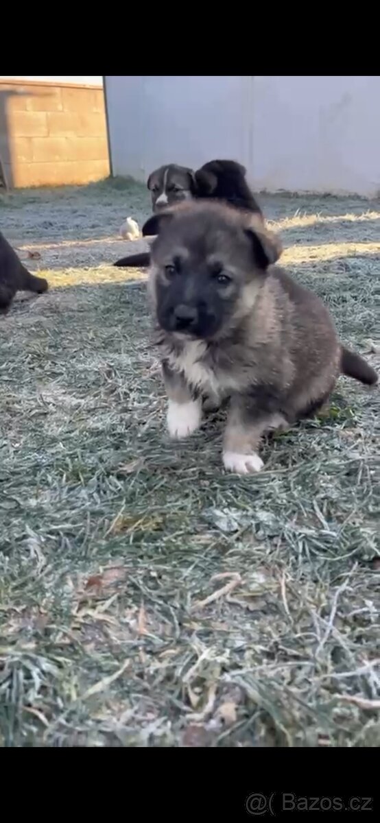 Štěňátka Husky x Vlčák - 6