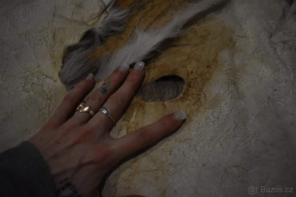 Kožešina daněk 2 - 6