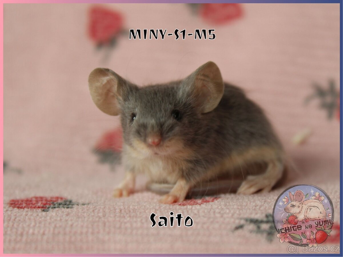 Barevné / fancy myšky - 6