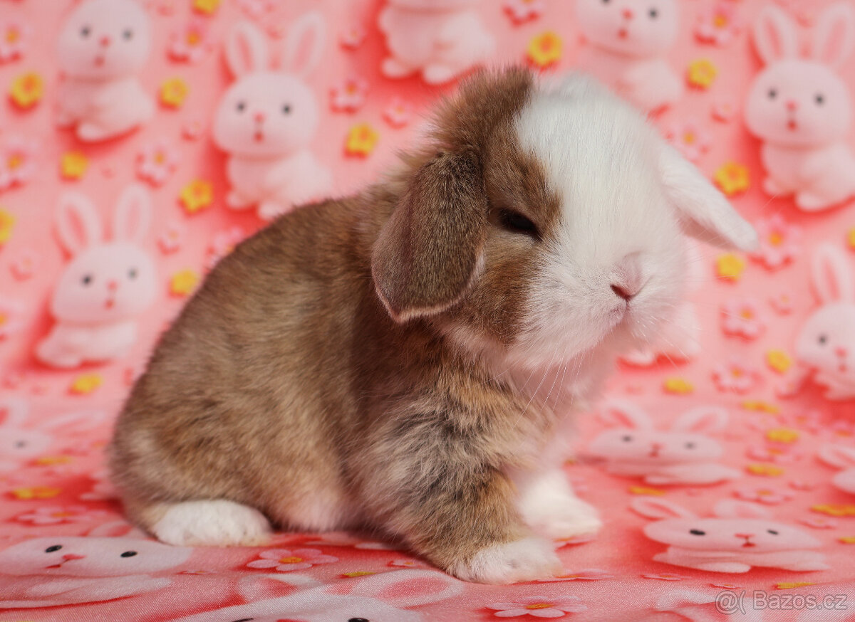 Modrooký zakrslý beránek sameček NHD . - 6