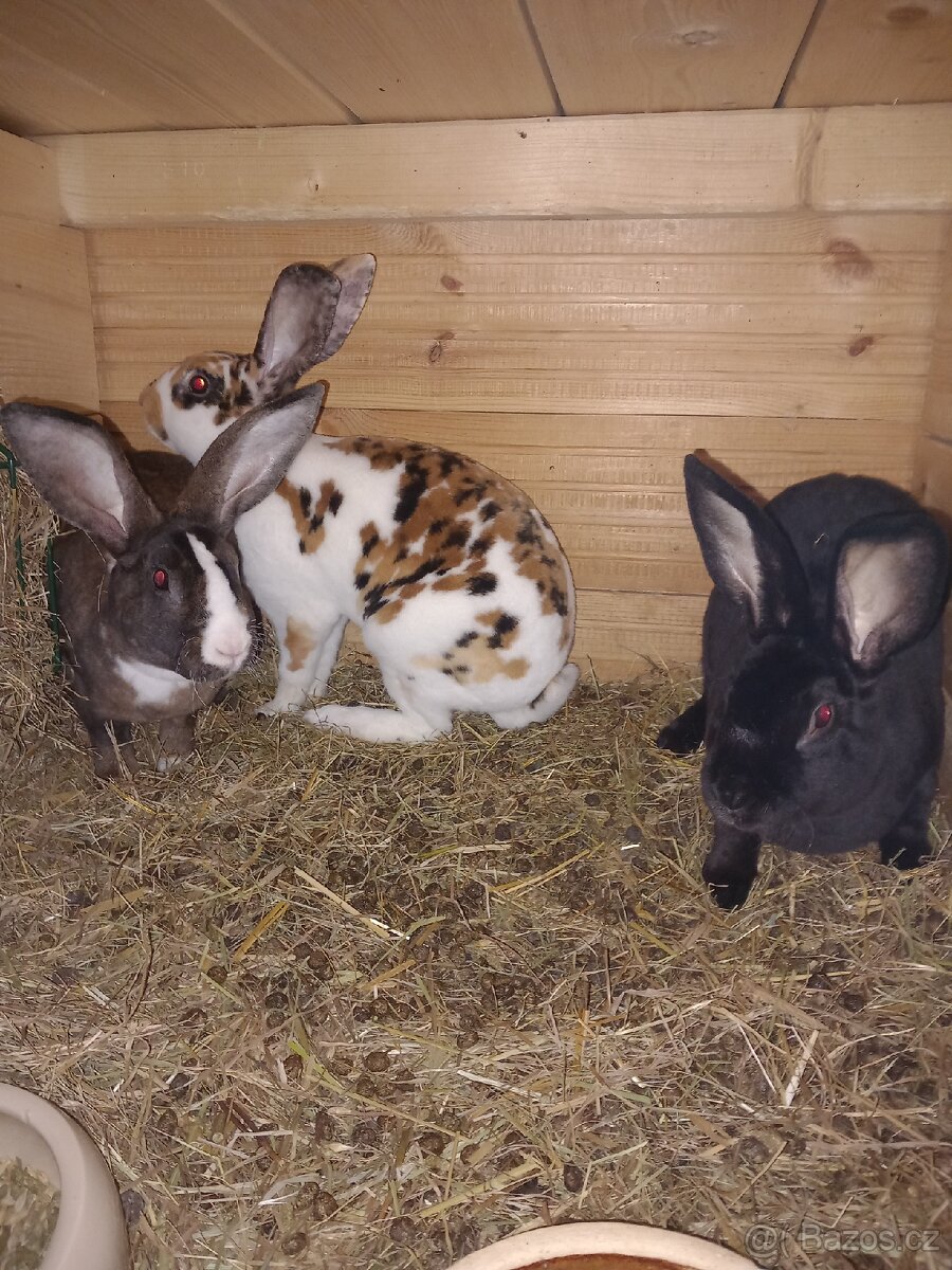 Kralik - Rex, samice,samci - 6