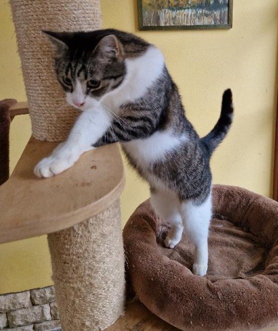 Kocourek Šimonek hledá domov - 6