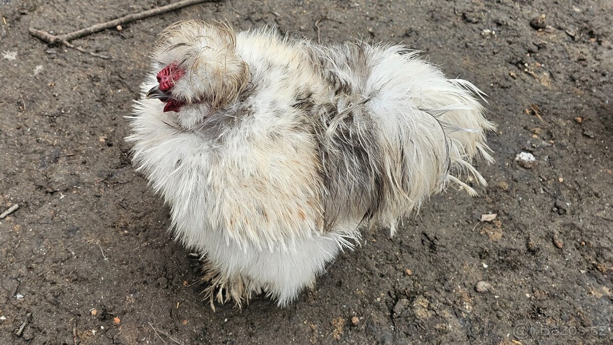 Kuřata hedvábniček - 6