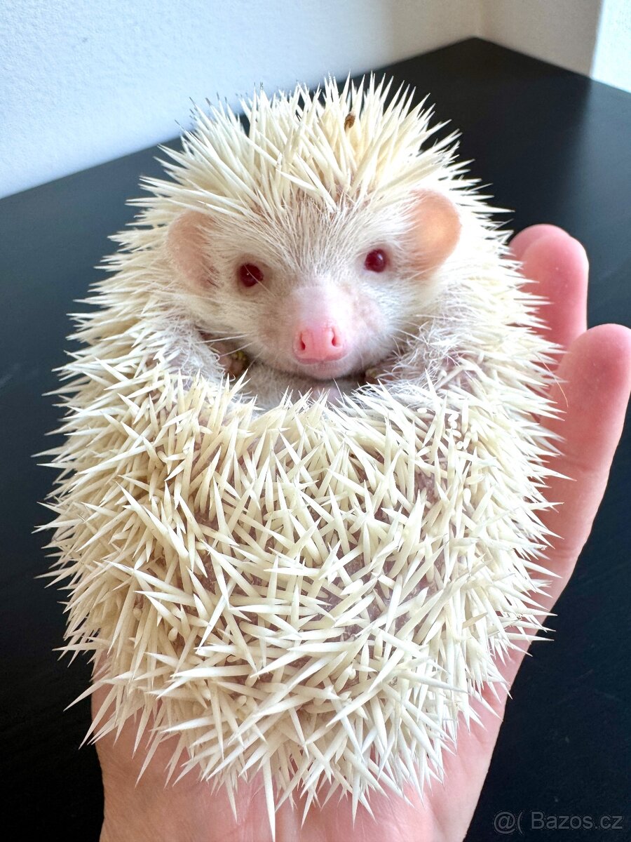 Africký pygmy ježek s PP - 6