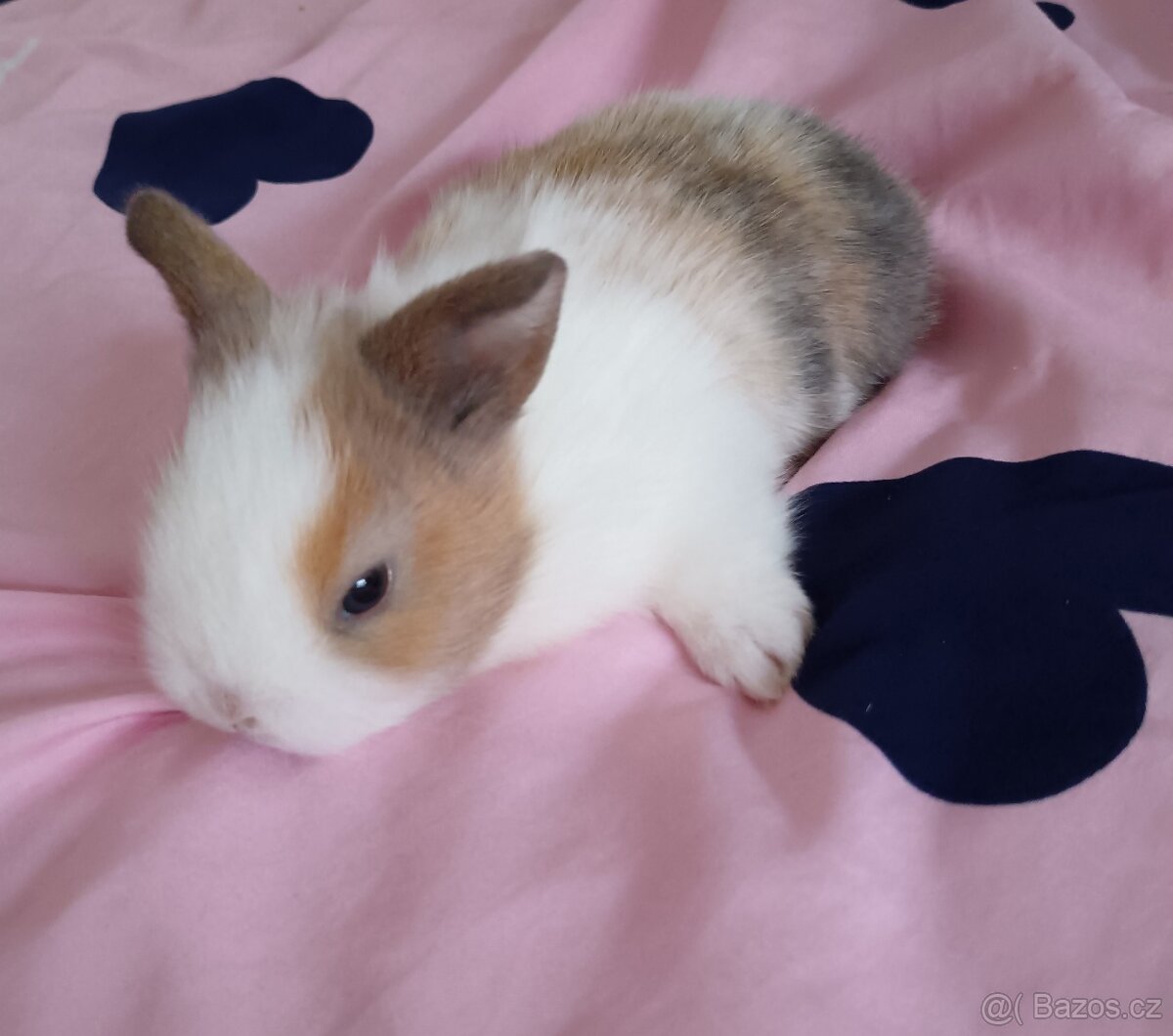 Zakrslý králík - 6