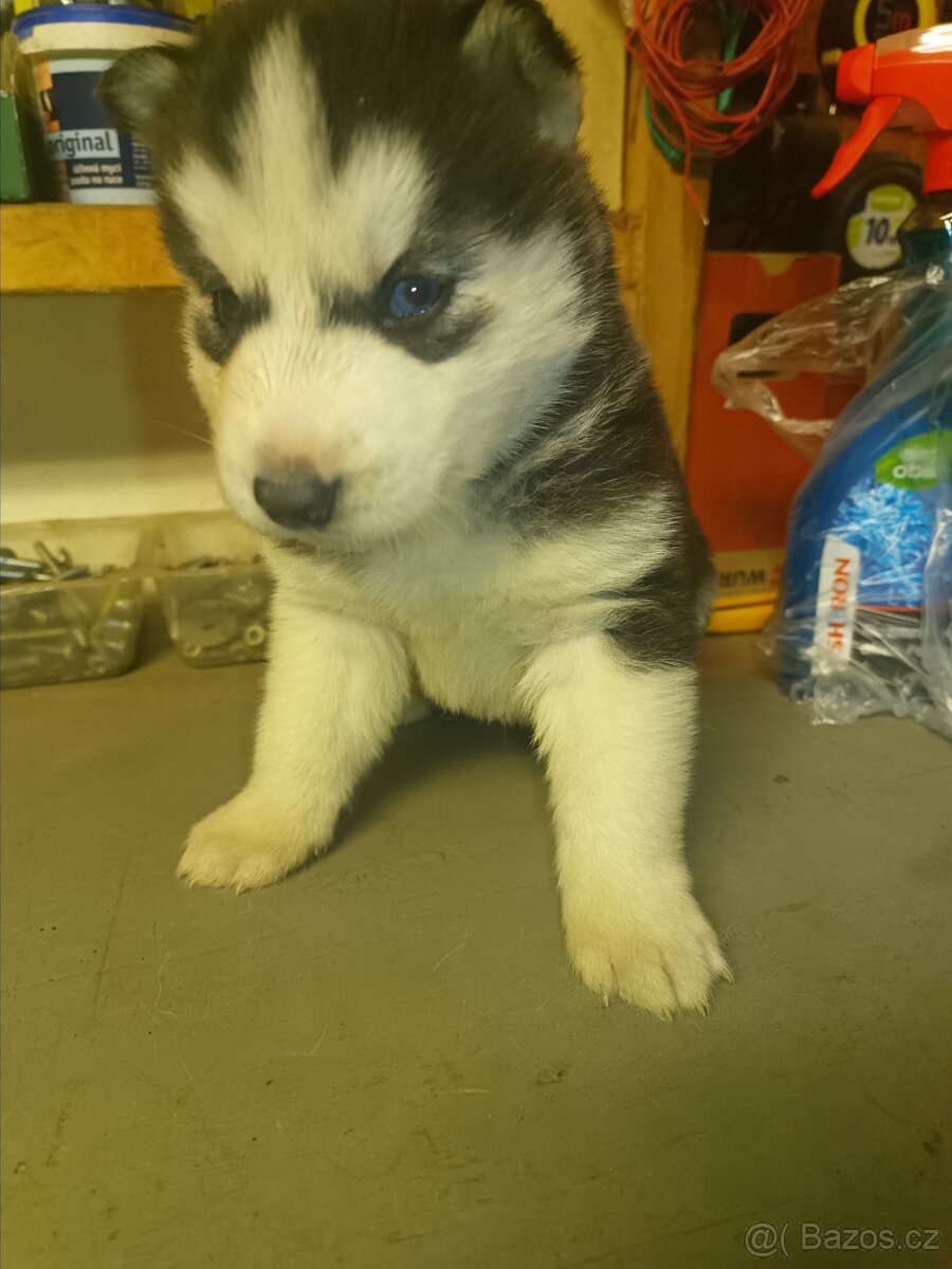 Sibiřský husky - 6