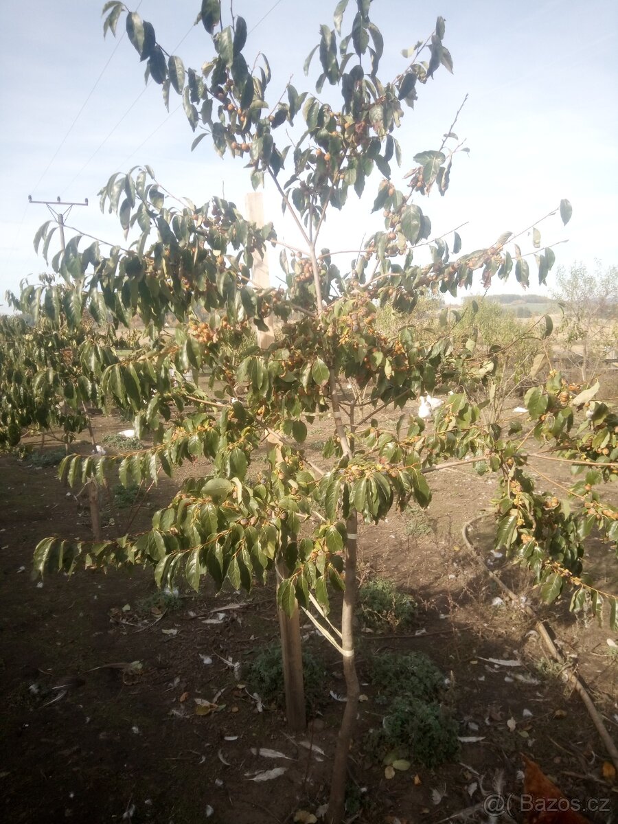 Tomel obecný - semena i sazenice - 6