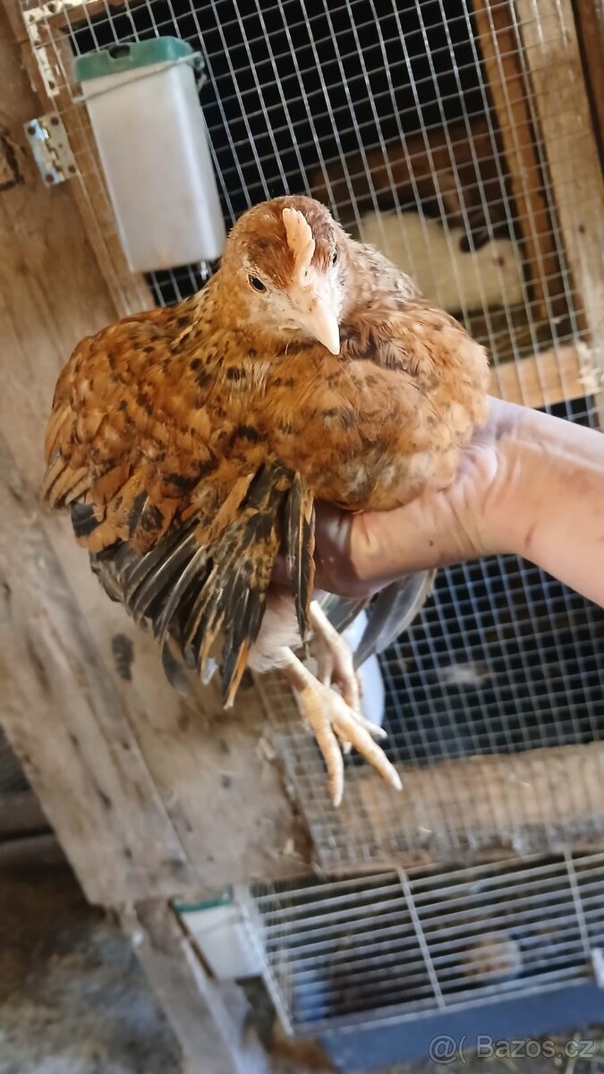 Kachny kohouti křepelky - 6