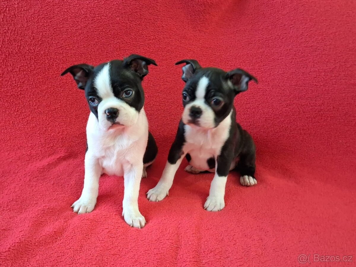 Bostonský teriér, Boston terrier - 6