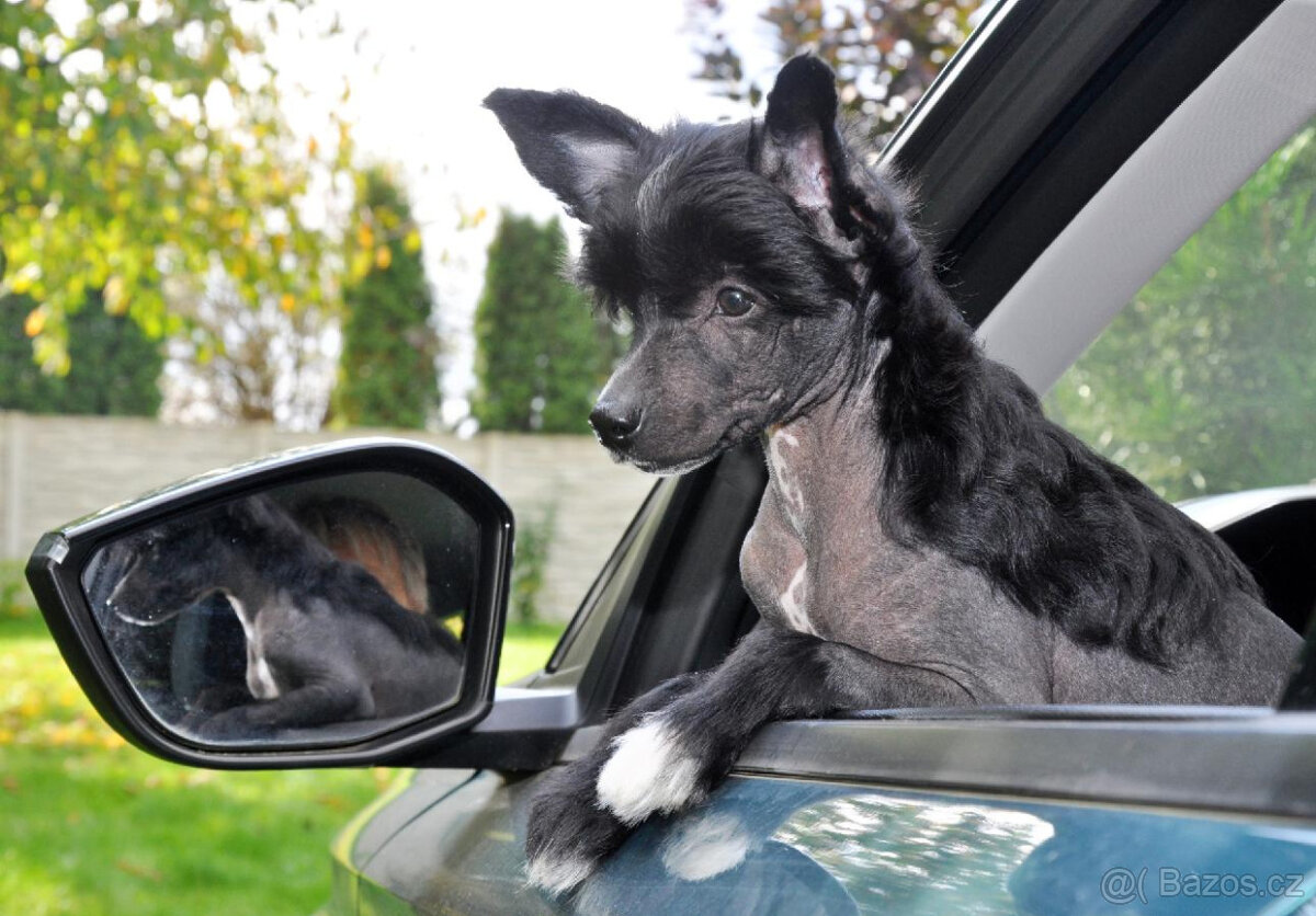 Čínský Chocholatý pes. Pejsek naháč s PP - 6