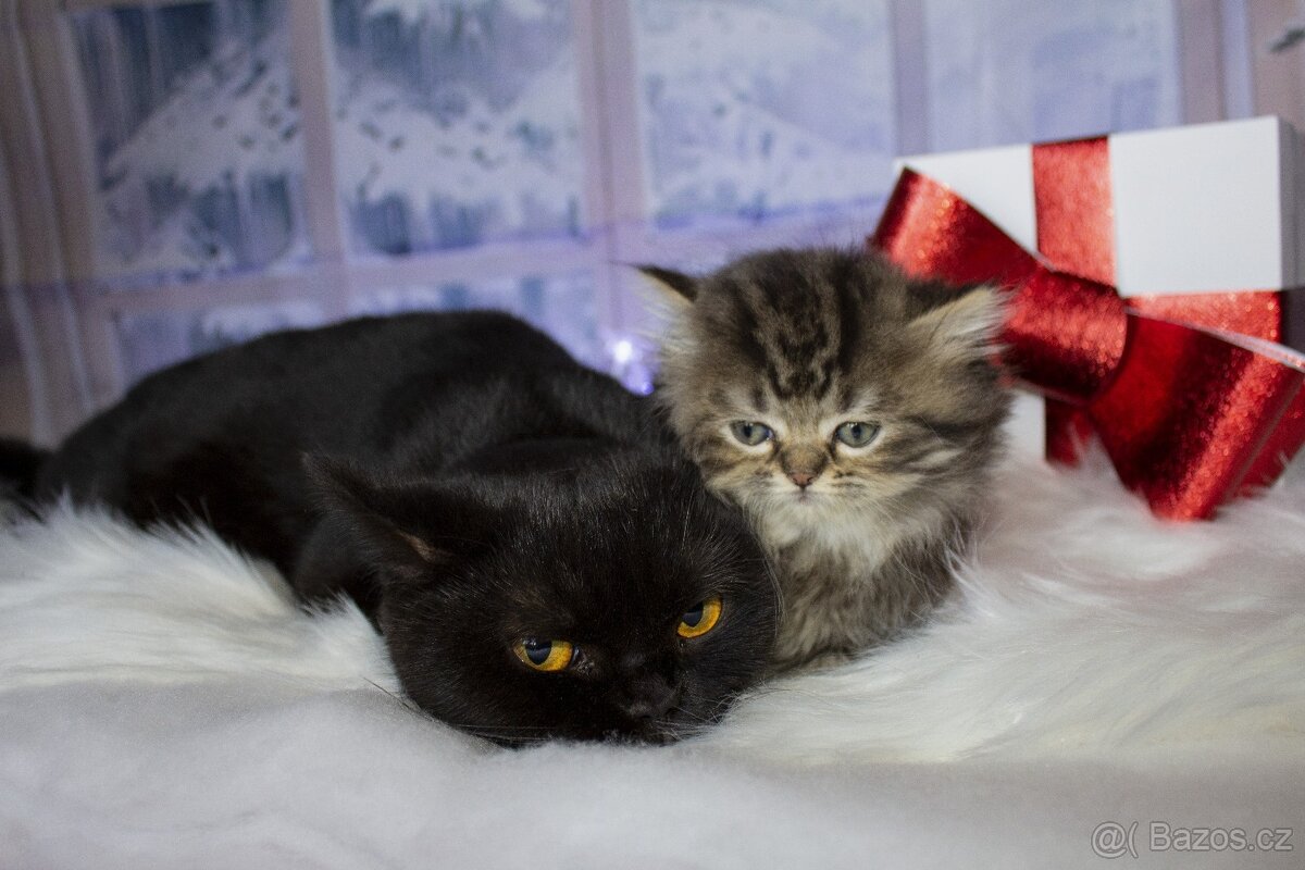 Britská koťátka - kočka ,kocour - 6