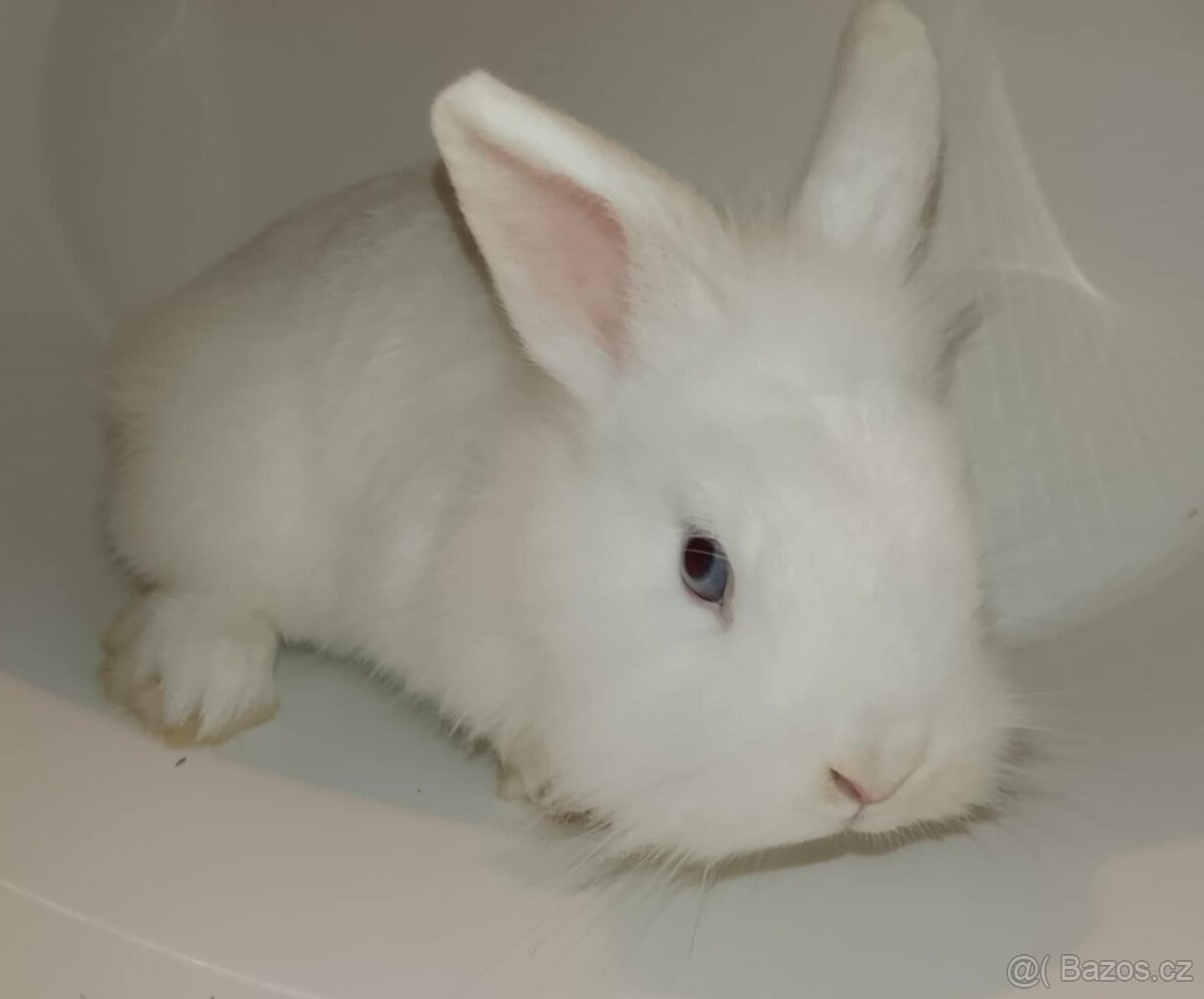 Zakrslý králíček bez PP sameček Billie - 6