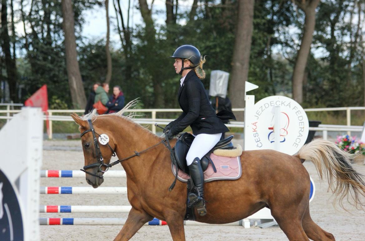 7letá klisna pony B do sportu - 6